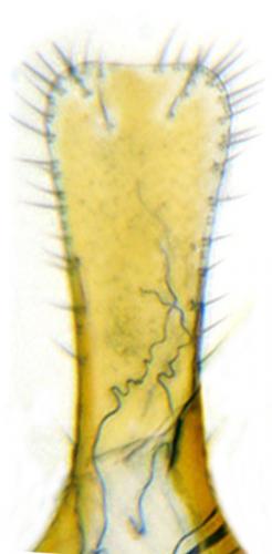 Anthrenus angustefasciatus